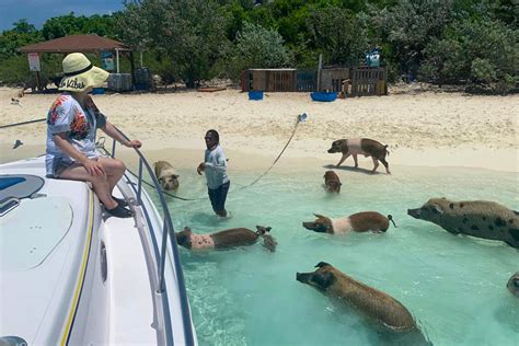 Sandy Toes Bahamas Original Swimming Pigs and Snorkeling